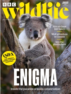 Cover of BBC Wildlife Magazine from 11 December 2025