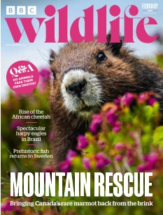 cover BBC Wildlife Magazine n°20260115