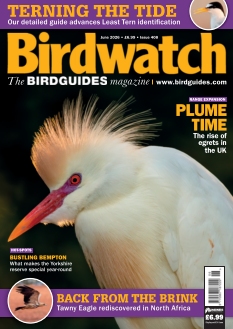 cover Birdwatch n°20260528
